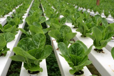 Hidrofonik plantasyonunda: Cameron Highlands, Malezya