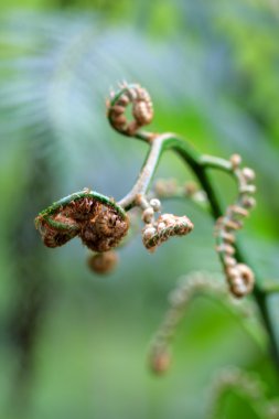 Camron Highland, Malezya çiçek alanlarının stok görüntü