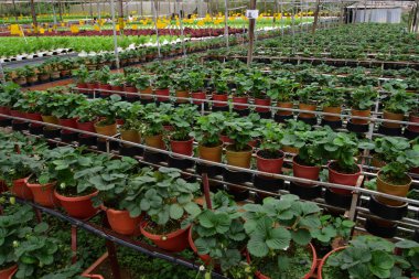 Hidrofonik plantasyonunda: Cameron Highlands, Malezya