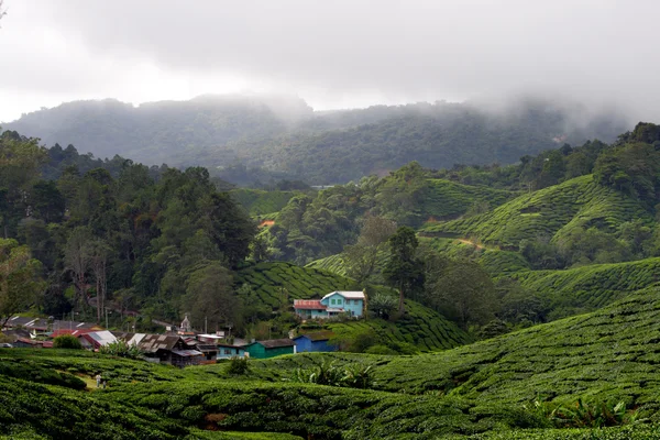 Cameron Highland, Malasia — Foto de Stock