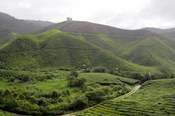 Cameron Highland, Malesia — Foto Stock