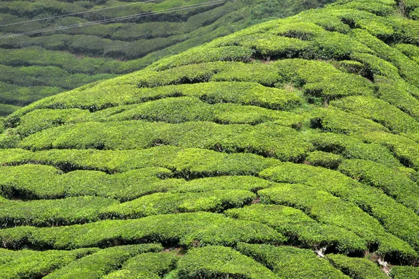 stock image Cameron Highland, Malaysia