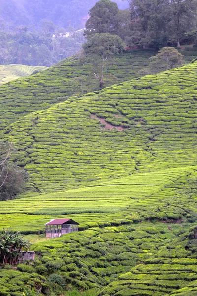 Cameron Highland, Malasia — Foto de Stock