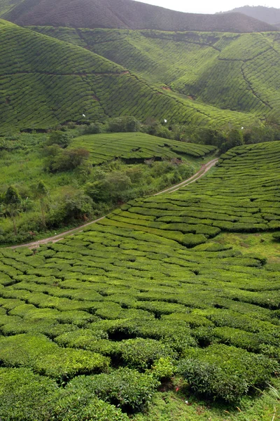 Cameron Highland, Malezja — Zdjęcie stockowe