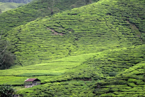 Cameron Highland, Malaysia — Stock Photo, Image