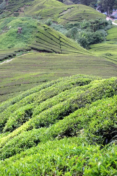 Cameron Highland, Malezja — Zdjęcie stockowe