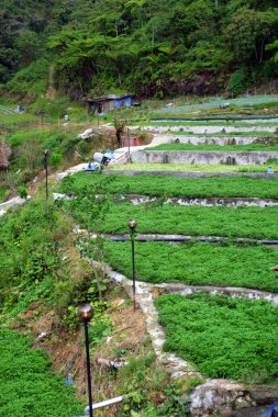 Sebze çiftliği'nde Cameron Highlands, Malezya