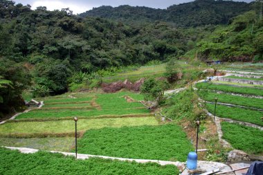 Sebze çiftliği'nde Cameron Highlands, Malezya