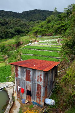 Sebze çiftliği'nde Cameron Highlands, Malezya