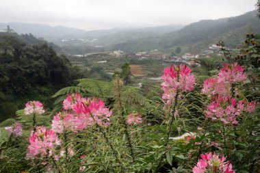 Cameron Highland, Malezya