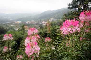 Cameron Highland, Malezya