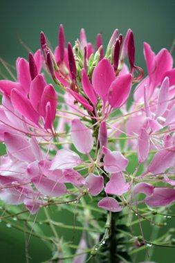 Mountain dew ve çiçek