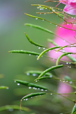 Mountain dew ve çiçek