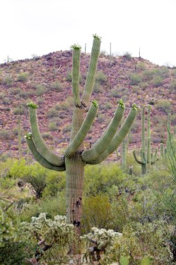 Lombard Street, San Francisco