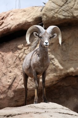 Lombard Street, San Francisco