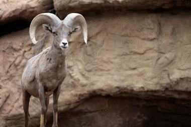 Lombard Street, San Francisco