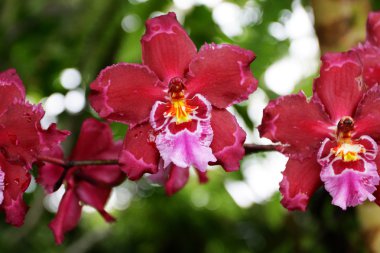Lombard Street, San Francisco