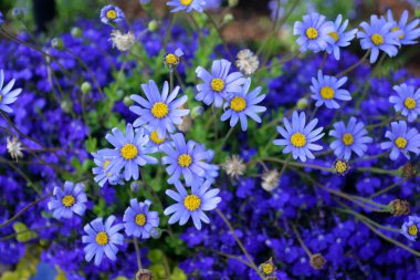 Bahar çiçek çiçek