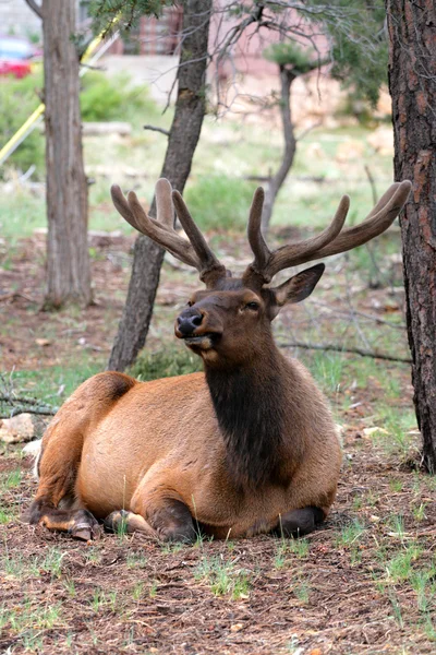 Ciervos de mulas en el Parque Nacional del Gran Cañón, EE.UU. —  Fotos de Stock