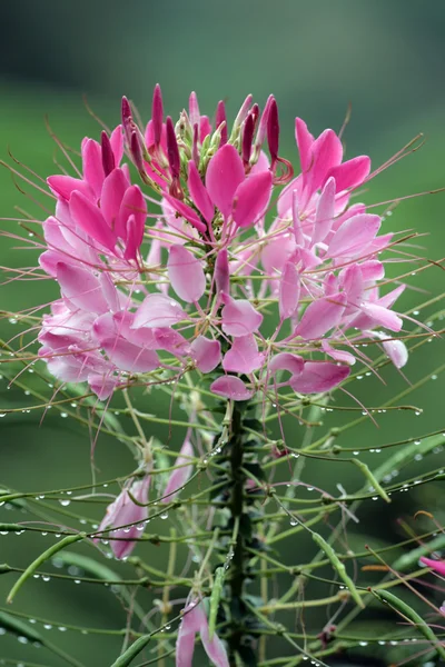 Mountain dew och blomma — Stockfoto