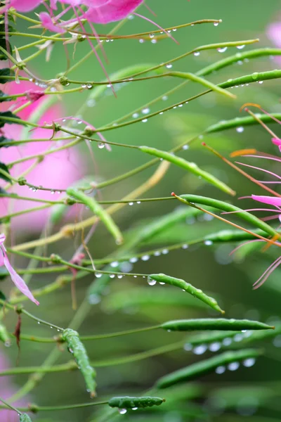 Гірська роса і квітка — стокове фото