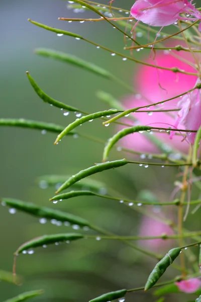 Mountain dew and flower — Stock Photo, Image