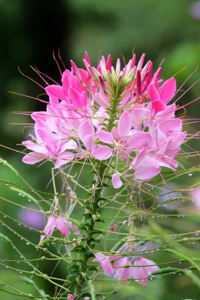 Mountain dew och blomma — Stockfoto