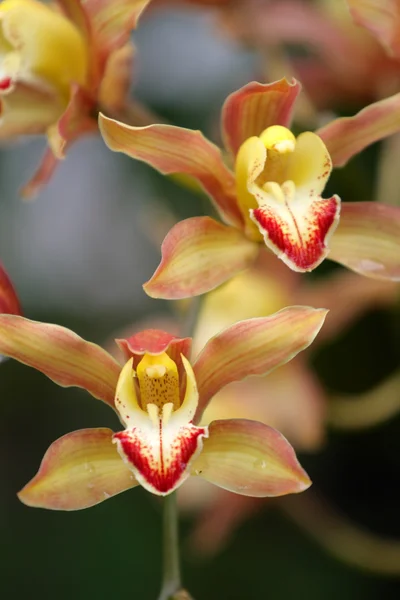 Orkide kapanışı — Stok fotoğraf