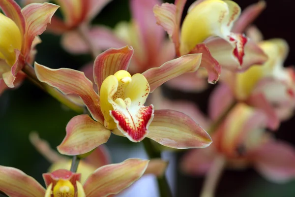 Konci orchidej — Stock fotografie