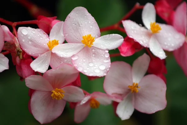 Mountain dew och blomma — Stockfoto