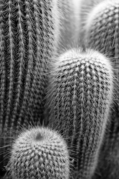 Immagine ravvicinata del cactus — Foto Stock