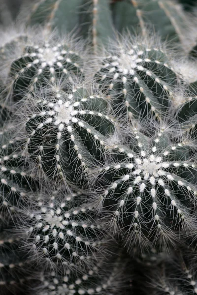 Close up image of cactus — Stock Photo, Image