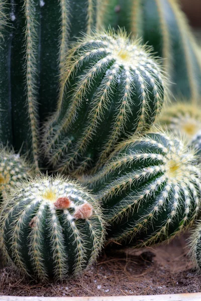 Immagine ravvicinata del cactus — Foto Stock