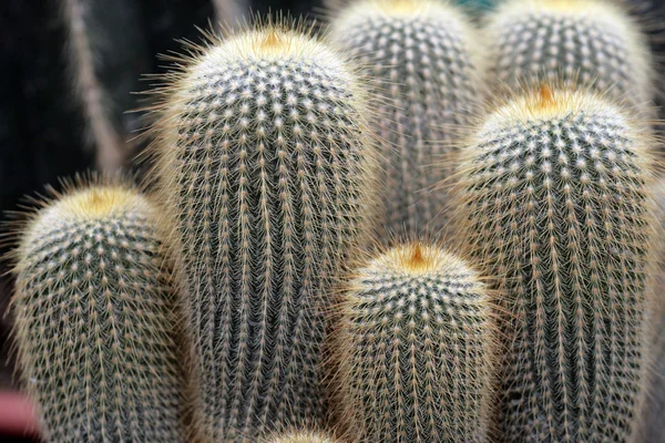 Imagen de cerca de cactus — Foto de Stock