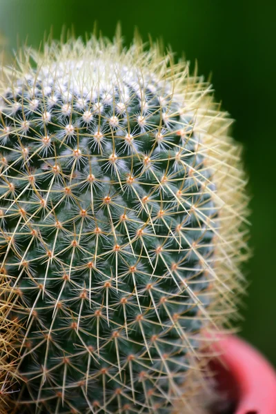 Imagen de cerca de cactus —  Fotos de Stock