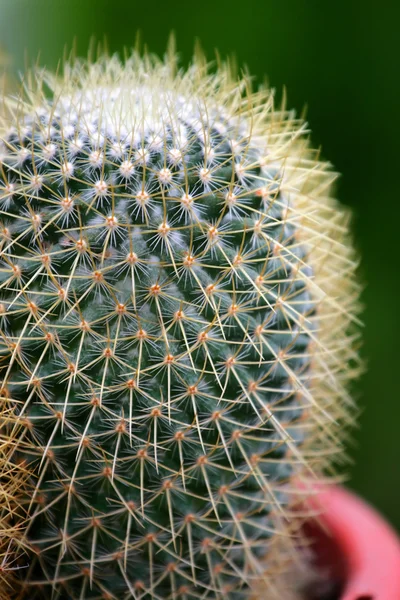 Imagem de perto do cacto — Fotografia de Stock