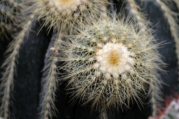 Imagen de cerca de cactus — Foto de Stock