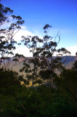 ' Mavi dağlık bölgesinde bulunan yerli Avustralya bitki farklı çeşitleri stok görüntü