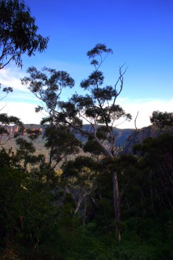 ' Mavi dağlık bölgesinde bulunan yerli Avustralya bitki farklı çeşitleri stok görüntü