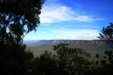 ' Mavi dağlık bölgesinde bulunan yerli Avustralya bitki farklı çeşitleri stok görüntü
