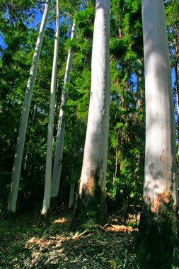 Eli Creek, Faser Adası, Avustralya