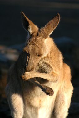 Bir kanguru bir keseli Macropodidae aileden olduğunu