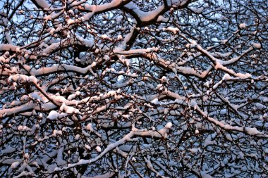 Karlı kış, Boston, Massachusetts, ABD