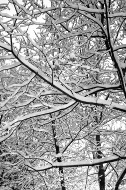 Boston, Massachusetts, ABD 'de kar yağışının stok görüntüsü