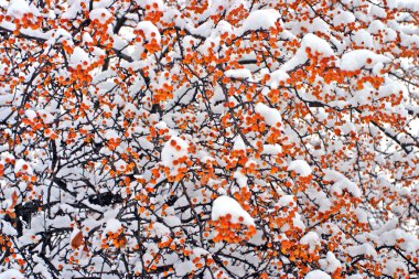 Boston, Massachusetts, ABD 'de kar yağışının stok görüntüsü