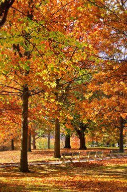 boston halk bahçesi