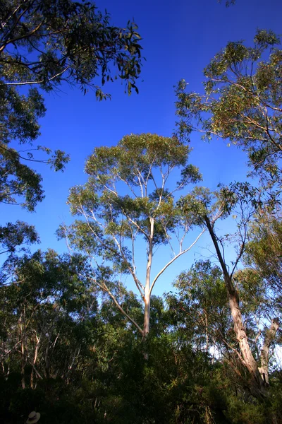 Imagem de estoque de diferentes variedades de plantas nativas australianas encontradas na Região da Montanha Azul — Fotografia de Stock