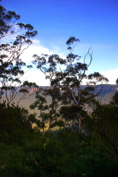 Obrázek z různých druhů původních australských rostlin v horské oblasti Blue — Stock fotografie