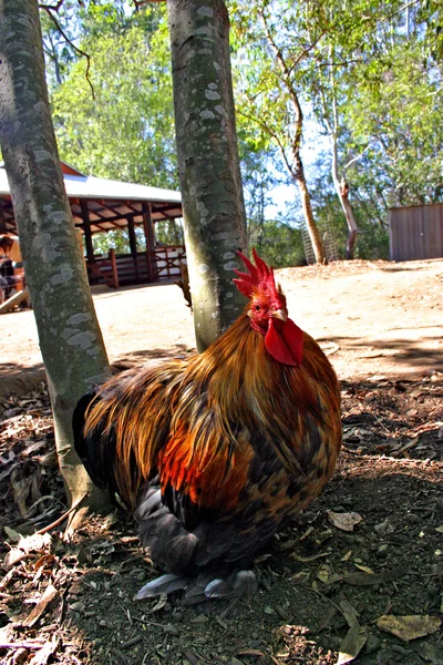 Imagen de caldo de pollo —  Fotos de Stock