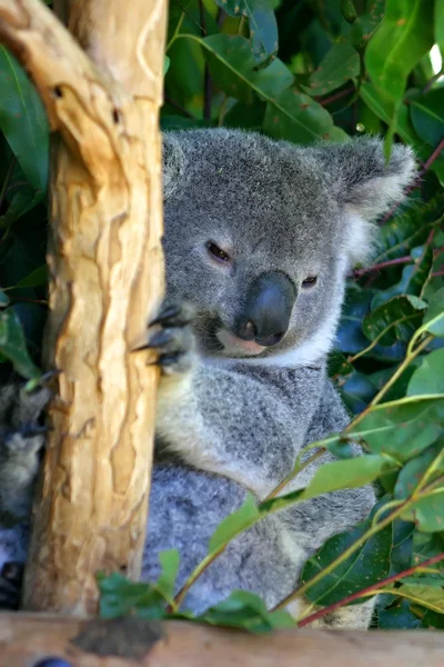 Koala (Phascolarctos cinereus) jest thickset nadrzewny torbacz roślinożerny rodzimych Australii — Zdjęcie stockowe
